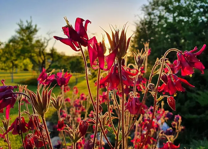 Pod Stromcem Apartman Czernica